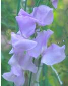 [larkspur]