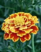 [marigold]